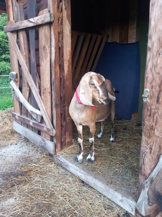 Koza anglunubijska czysta rasa.