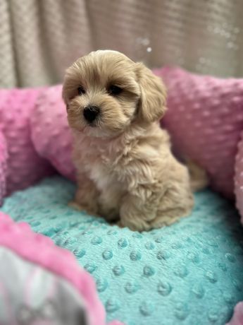 Maltipoo f1 suczka pudel toy maltańczyk