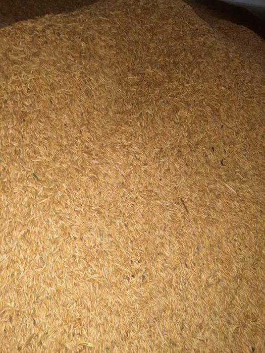 Owies ozimy KWS snowbird