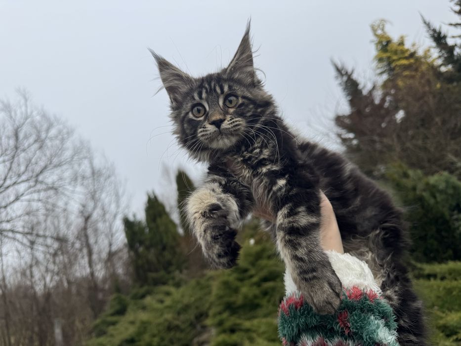 Мейн-Кун Девочка ,мальчики в цвете Black Tabby ,котята