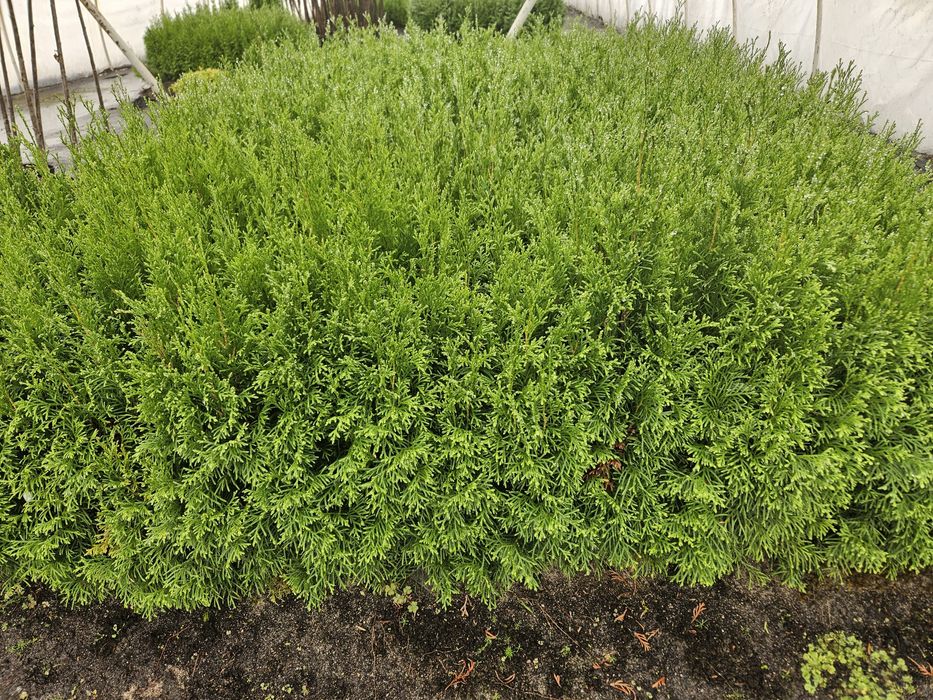 Tuja Smaragd - Szmaragd, trzyletnie sadzonki