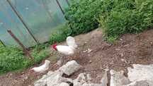Sprzedam Kury Leghorn , Koguty Zielonóżki, Zagrodowe , Karmazyn