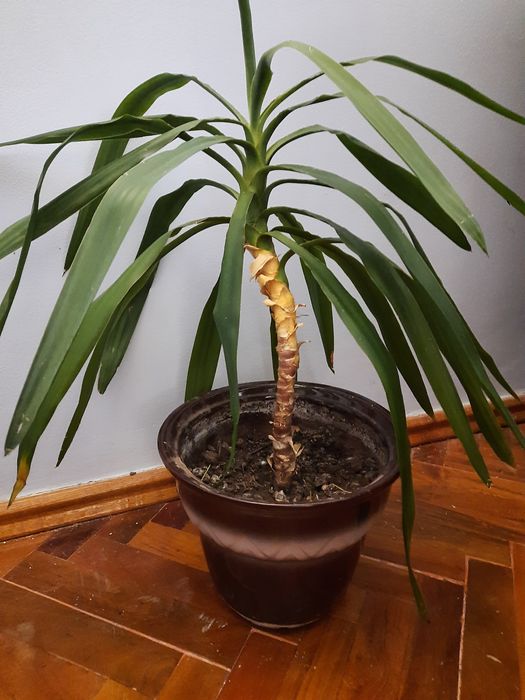 Юка 70см , фінікова пальма , драцена  .