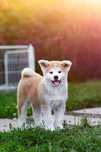 Suczka Ayumi Akita inu Zkwp/FCI