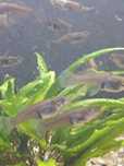 Guppys adultas prenhas