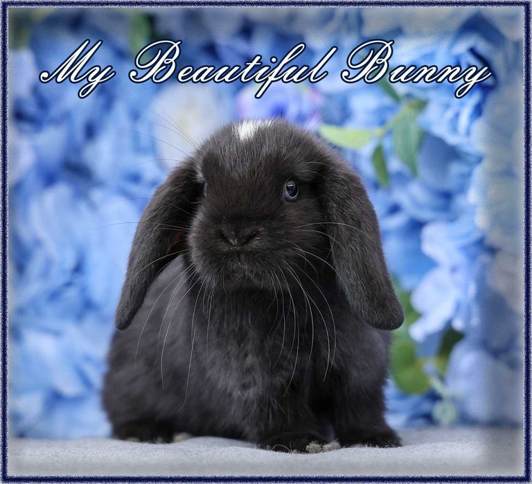 Piękny Królik Mini Lop - Black