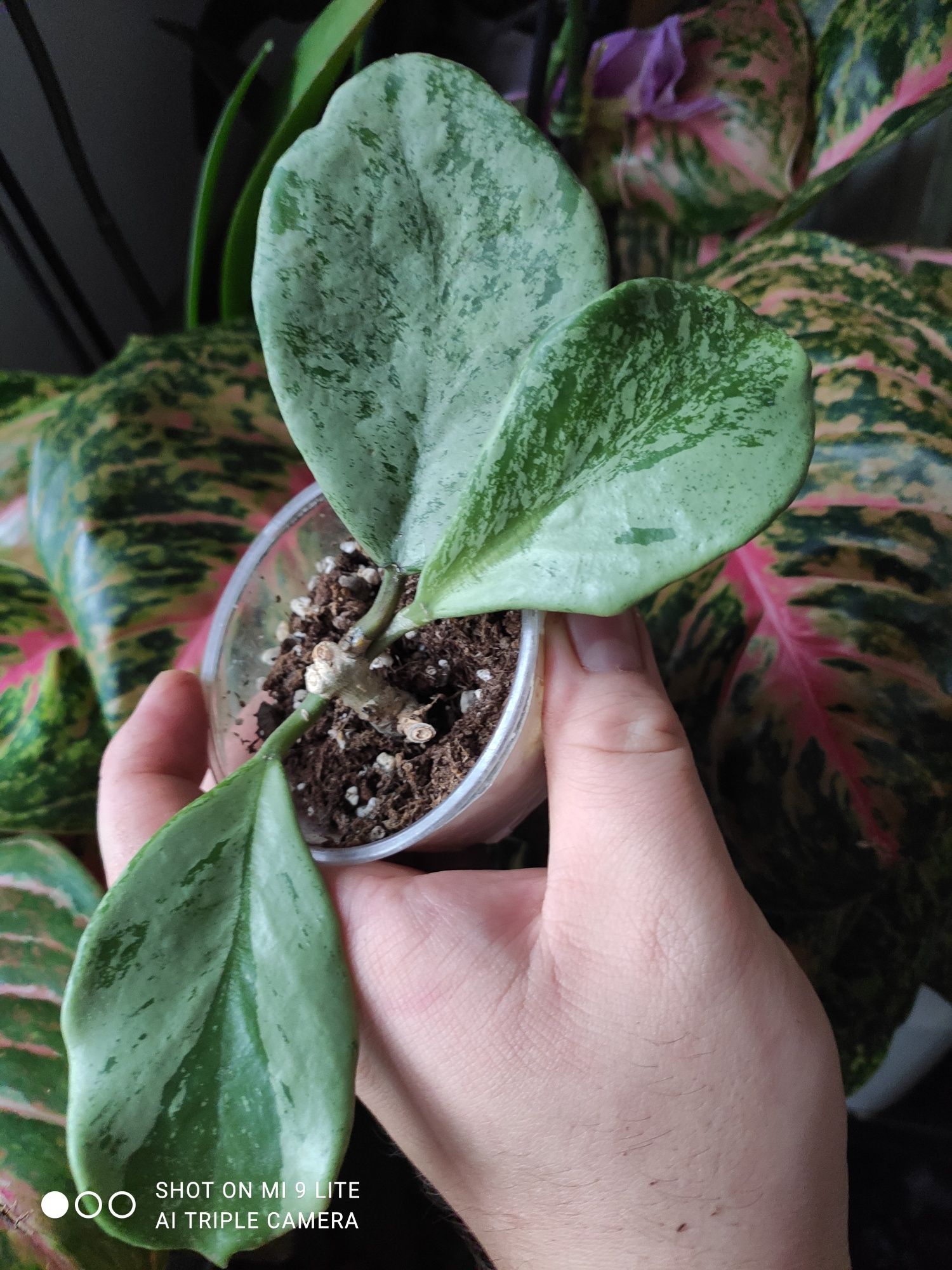 hoya silver obovata