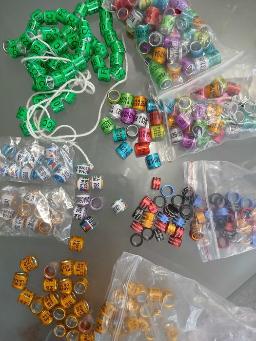 Obrączki dla gołębi pocztowych 2026