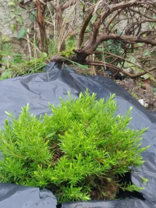 Diosma rasteiro planta