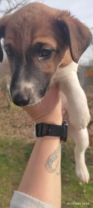 Продам цуценят гладкошерстний фокстерєра