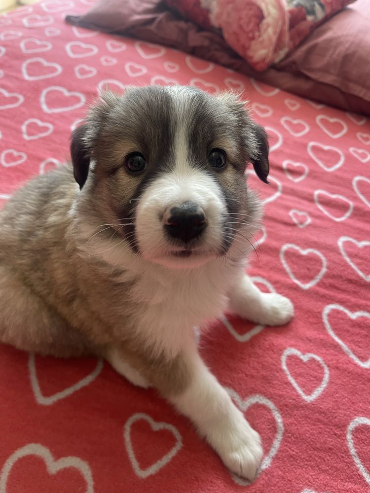 Border collie- suczka