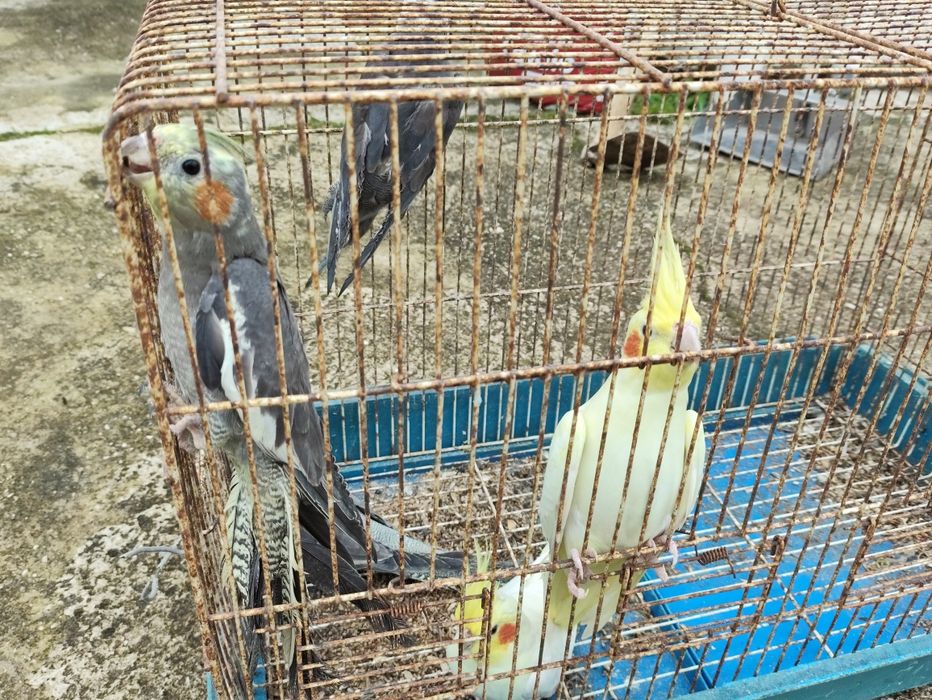 Vendo caturras com 6 meses.