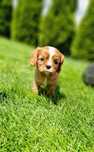 Cavalier King Charles Spaniel Ruby rudy rubin Sunia