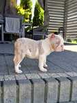 Buldog angielski merle pies
