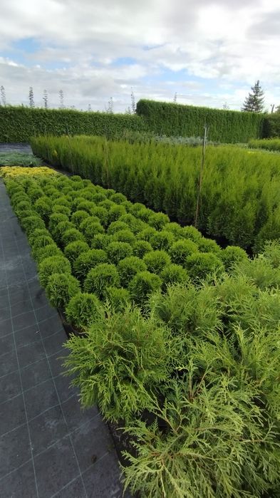 Thuja tuja  szmaragd,brabant,columna