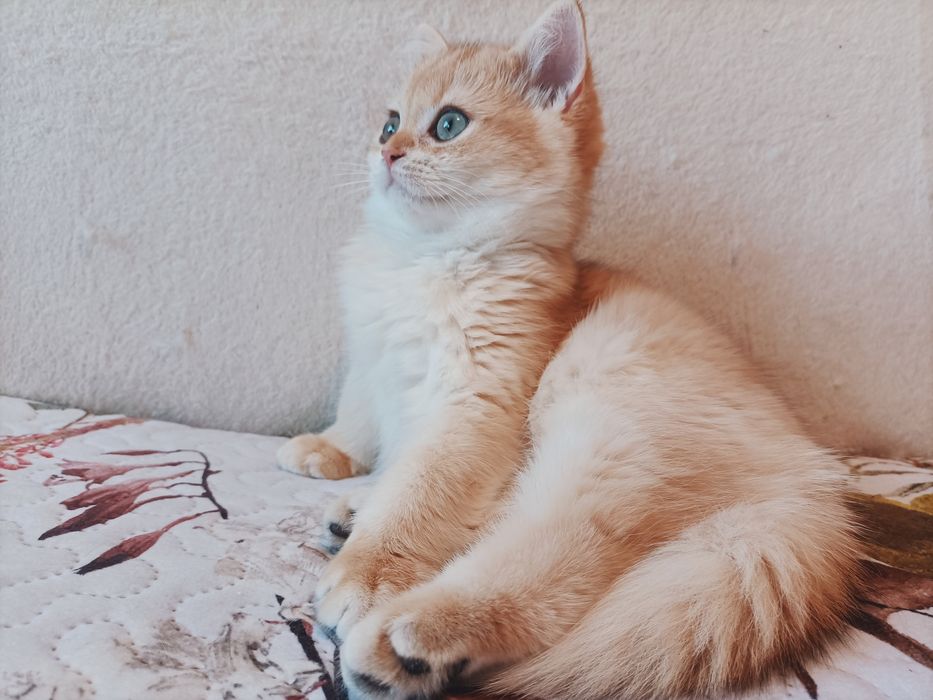 Kot brytyjski złoty krótkowłosy międzynarodowy rodowód FPl