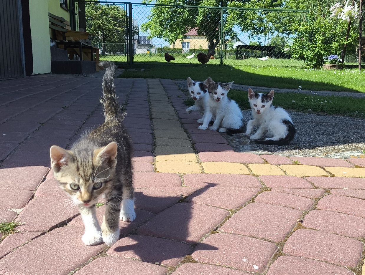Oddam kotki w dobre ręce