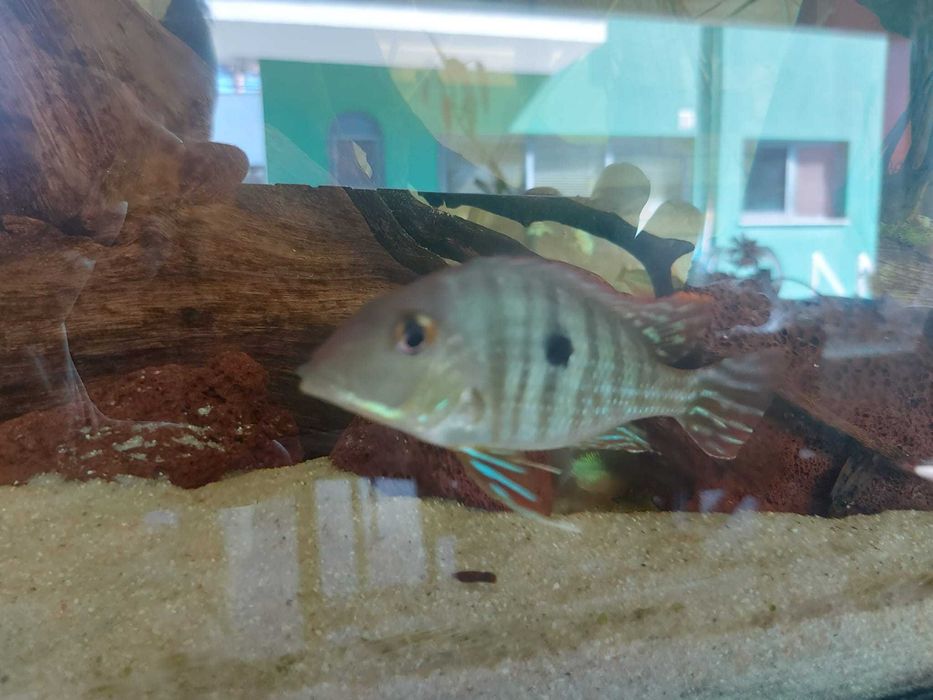 Vendo 2 Mesonautas Festivus e 2 Geophagus sp. “'Tapajos Red Head”
