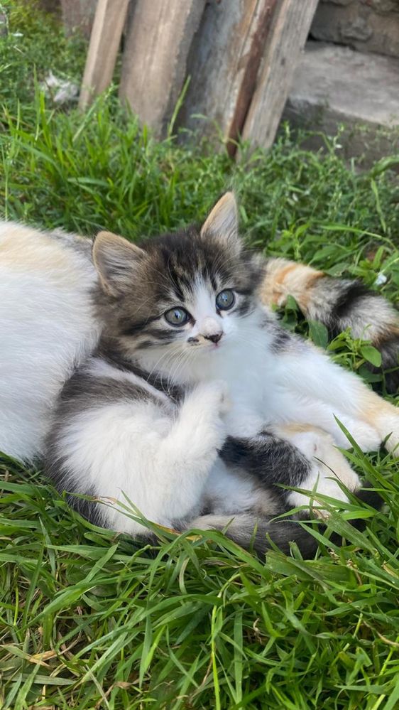 Кошенята в добрі руки