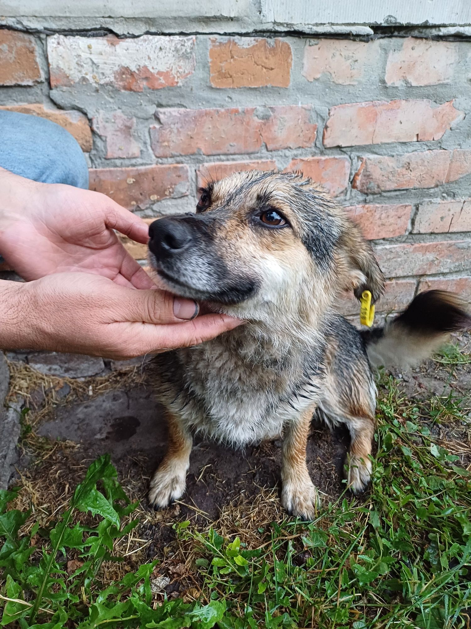Віддамо в добрі руки собачку ,вік 4-5 років, стерелізована