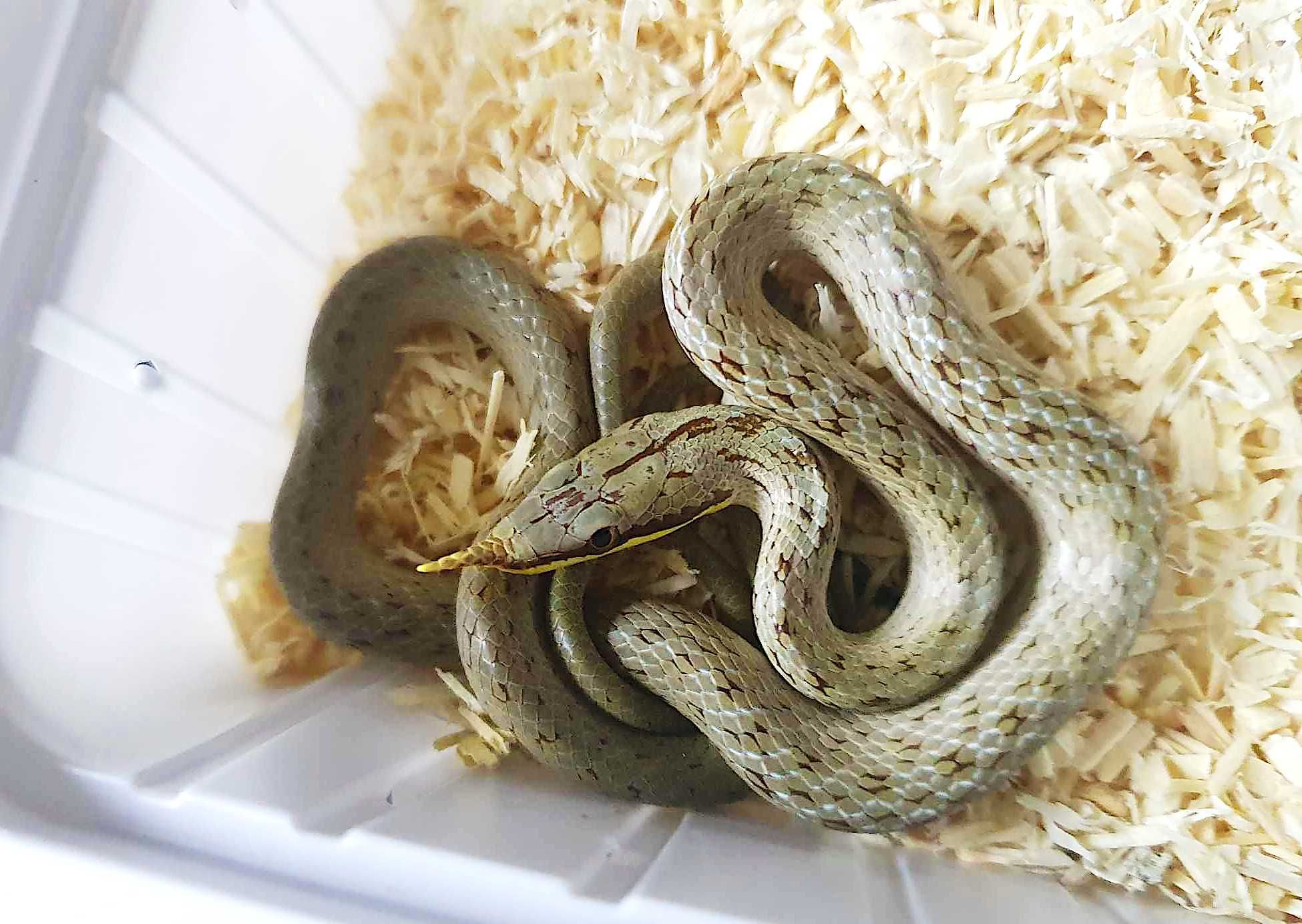 Wąż Gonyosoma Boulengeri - Rogowąż Boulengera PARKA