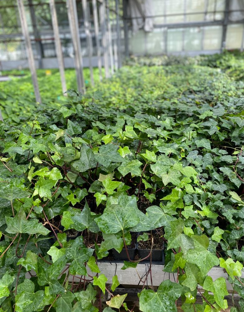 Bluszcz zimozielony hedera helix 200-300 cm pojedyńczy pęd