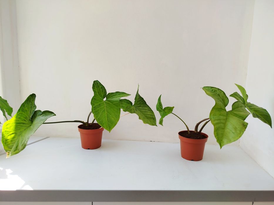 Сингониум сингоніум кімнатна рослина декоративное комнатное растение