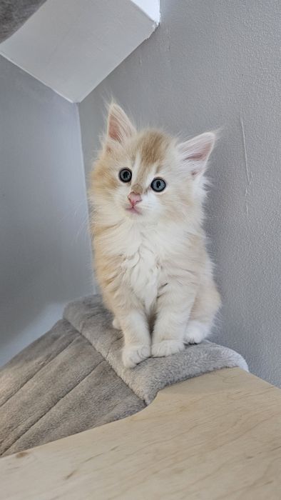 Piękny kocurek norweski leśny- 5cio pokoleniowy rodowód FPL