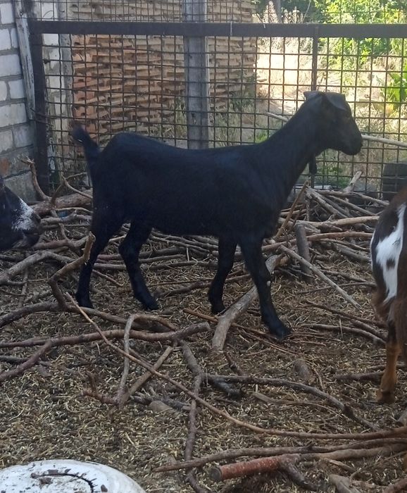 Продам козачку альпо -нубийка