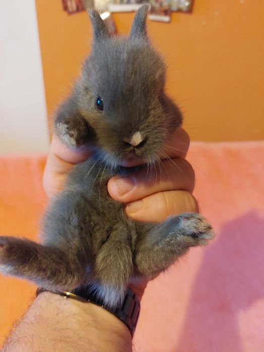 Króliczki niebieskie królik karzełek teddy