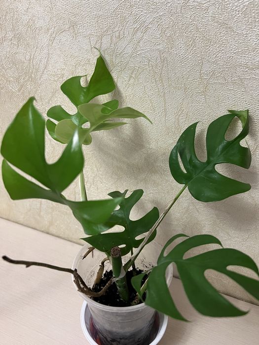 Монстера мініма минима