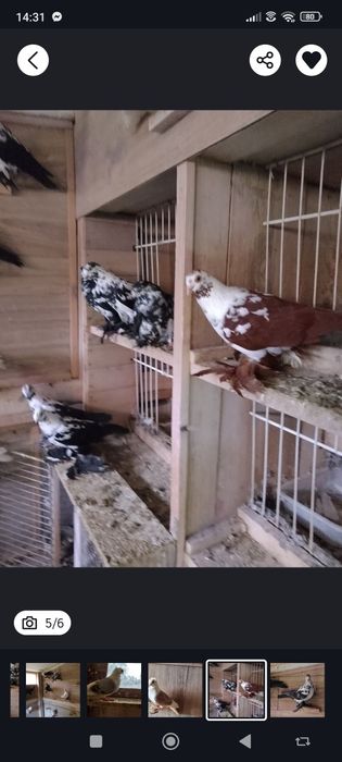 Golebie Ozdobne Wiedyny