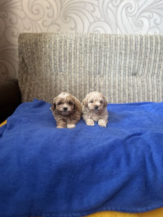 Мальтипу f1 щенки