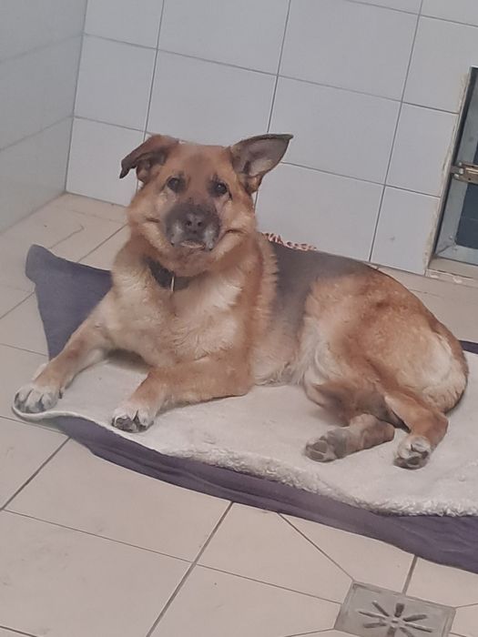 Fajna sunia Atenka Szuka domku
