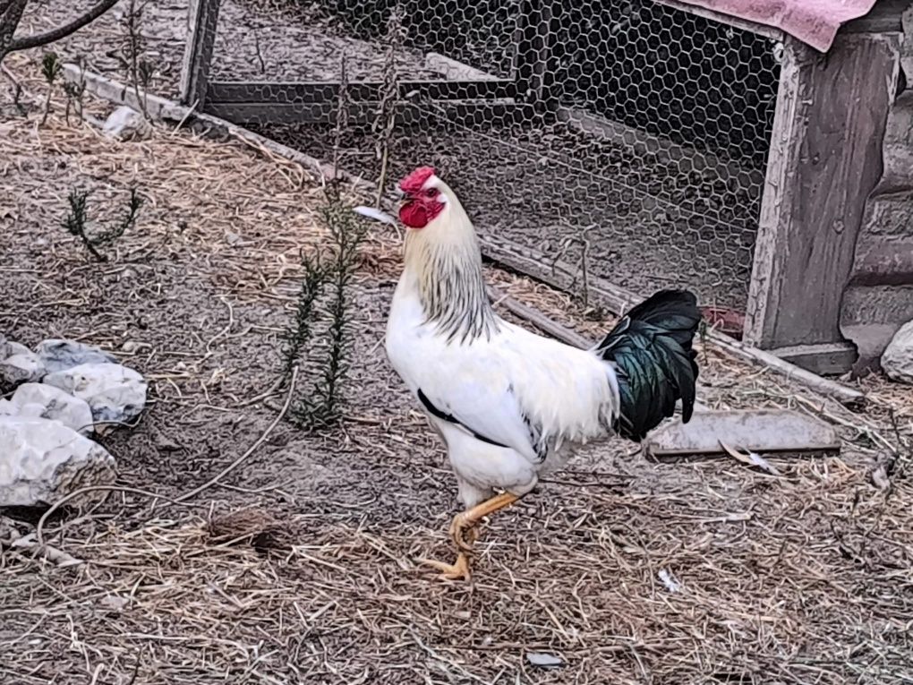 Galos híbridos Sussex