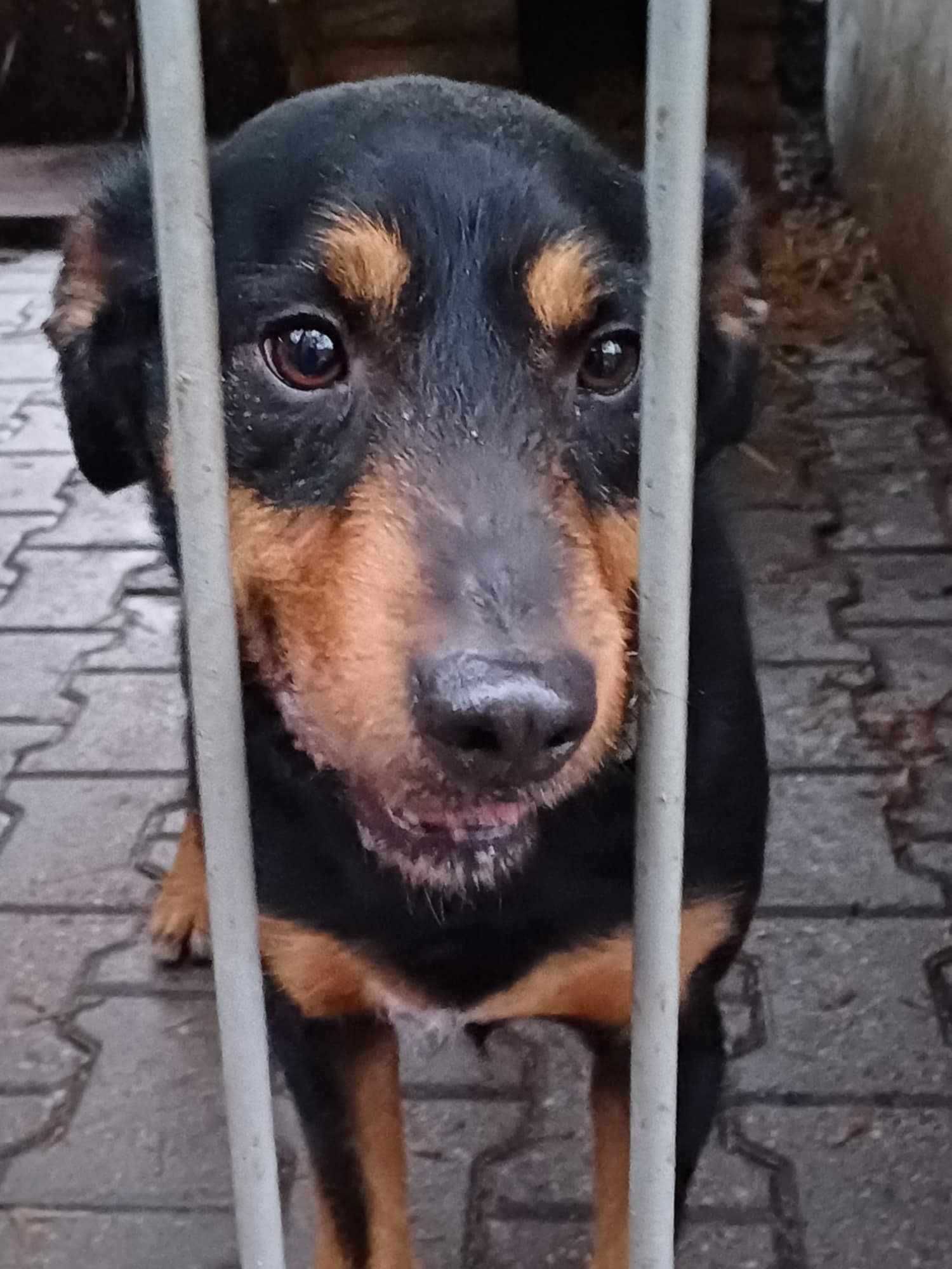 Miki terier w typie teriera pies piesek szuka domu