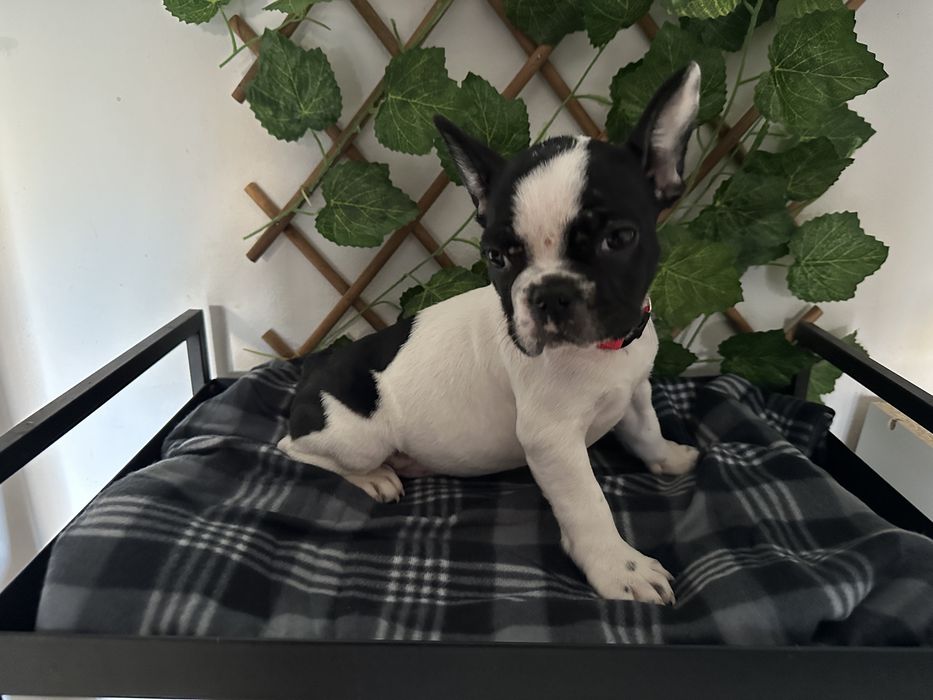 Buldogue Francês Blue pied