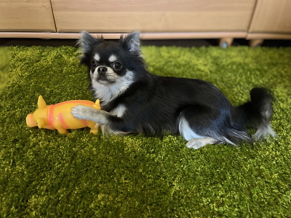 Вязка с кобелем чихуахуа длинношерстный пепельный