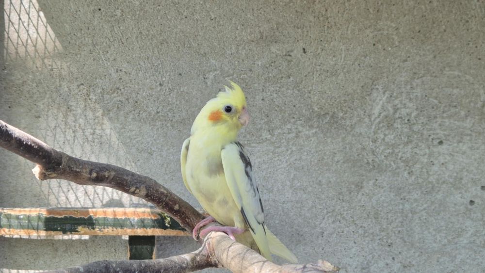 Sprzedam papugi nimfy