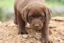 Labrador chocolate