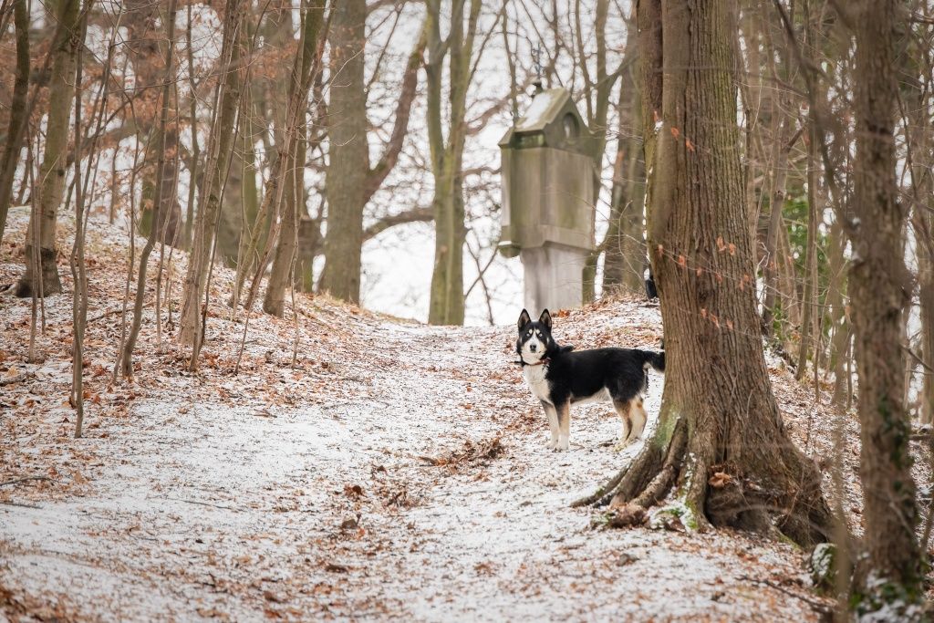 Pies Nanook w typie północniaka do adopcji!