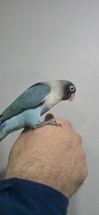 Agaponis domésticados