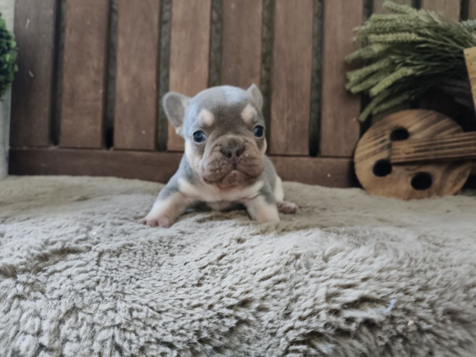Bulldog Francês macho lilac tan