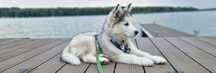 Suczka srebrna Husky