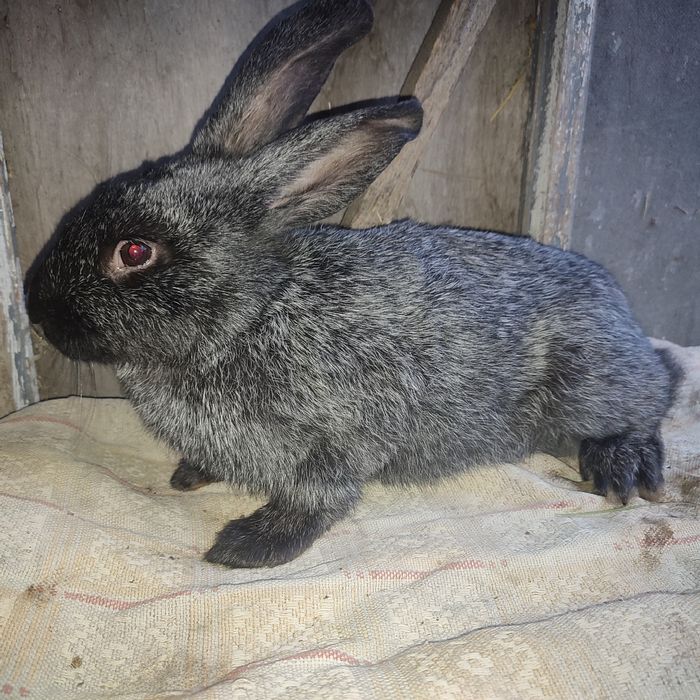 Продам кроликів радянської шеншили, термонців, Каліфорнії