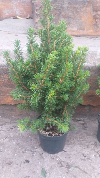 Канадська Ялинка Коніка.