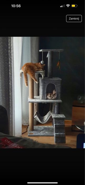 Drapal dla kota izywany