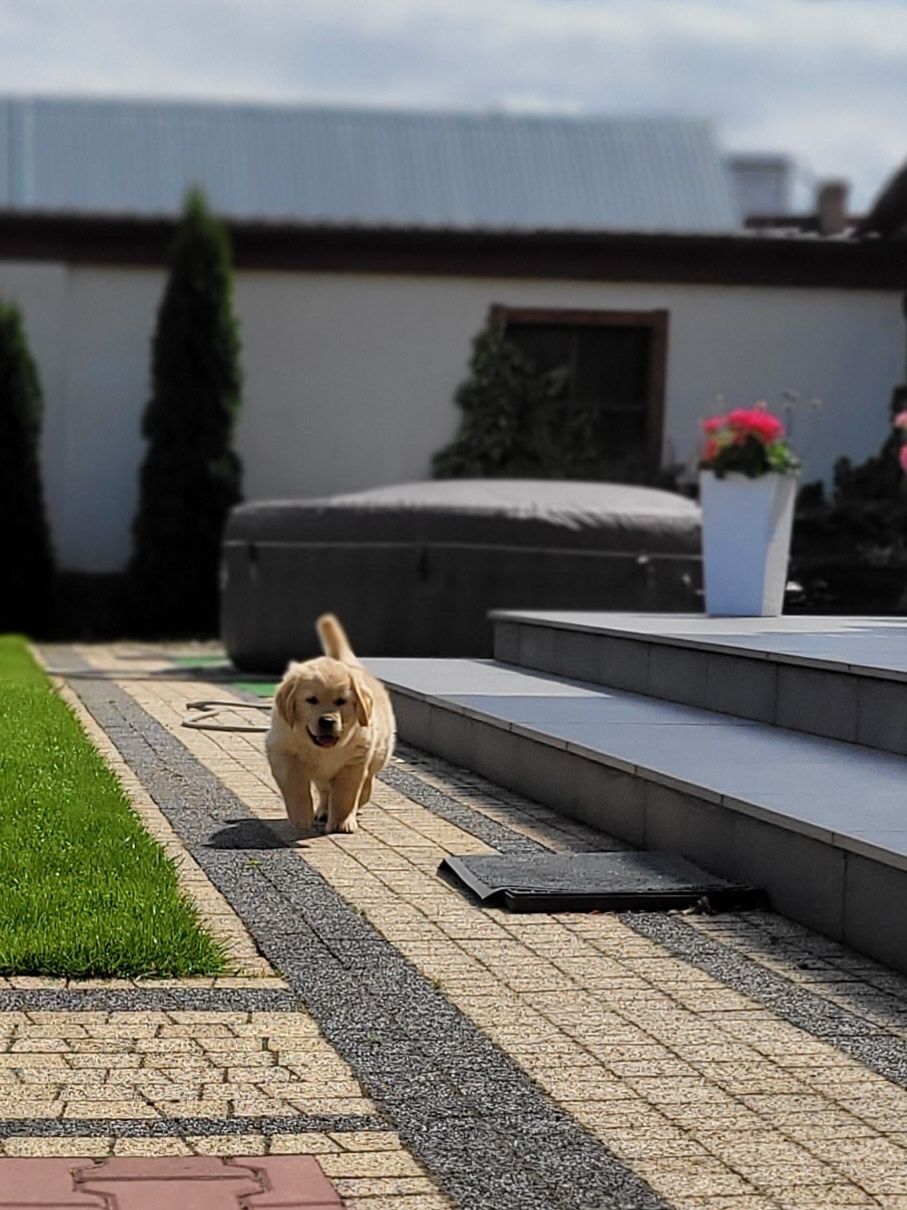 Golden Retriever Kremowo Złoty Śliczny Zapraszam