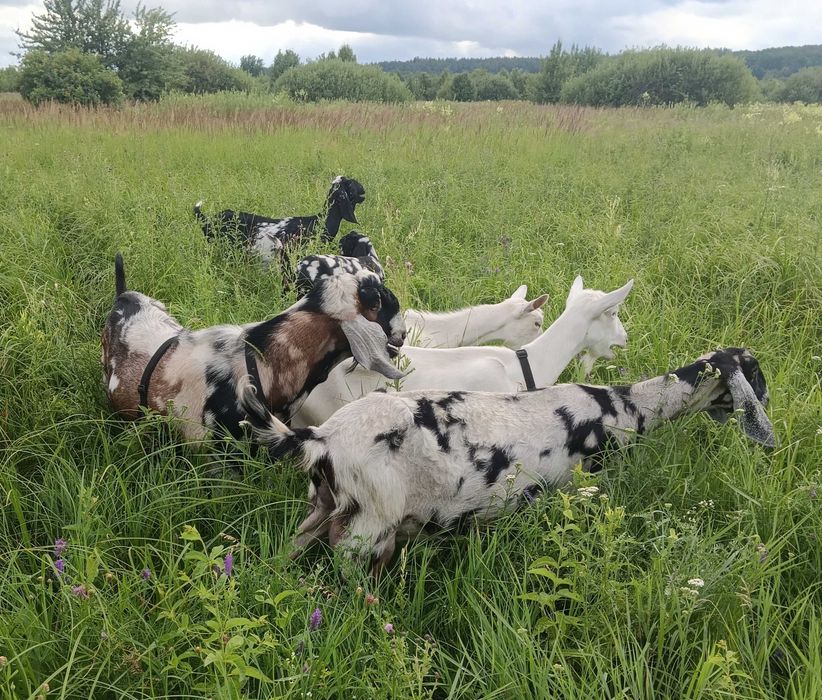 Козине молоко (сир, масло, бринза)