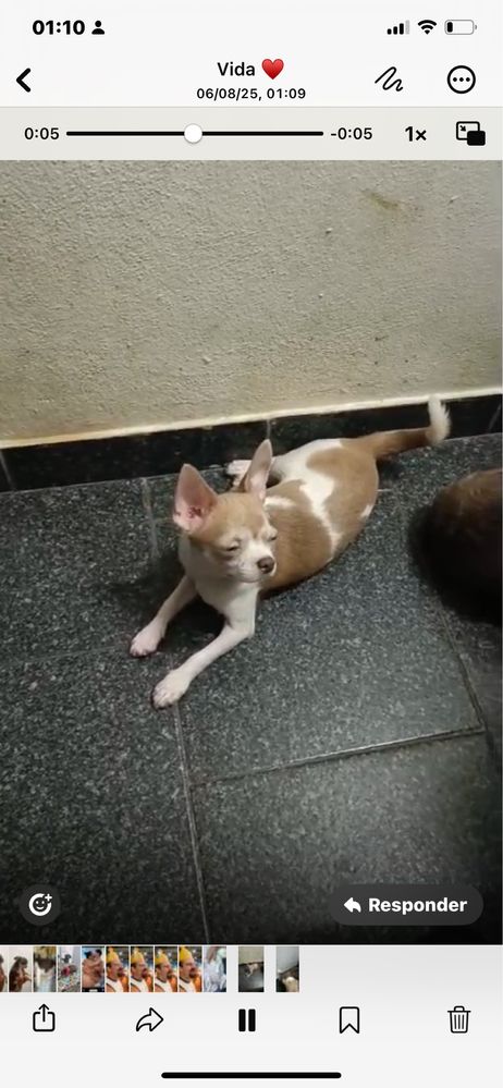 Lindissimo Menino Chihuahua “Alemão”